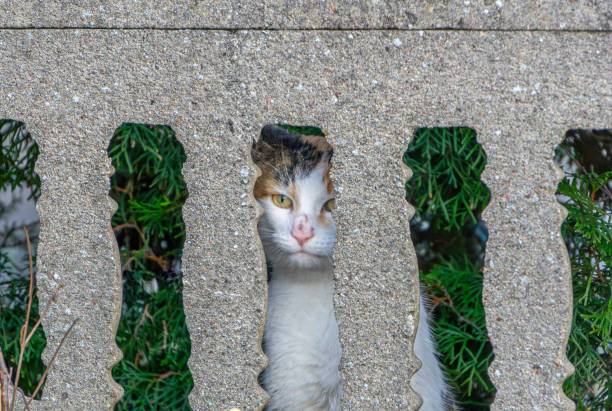 nosy three-colored cat looking through the neighbor's concrete fence.