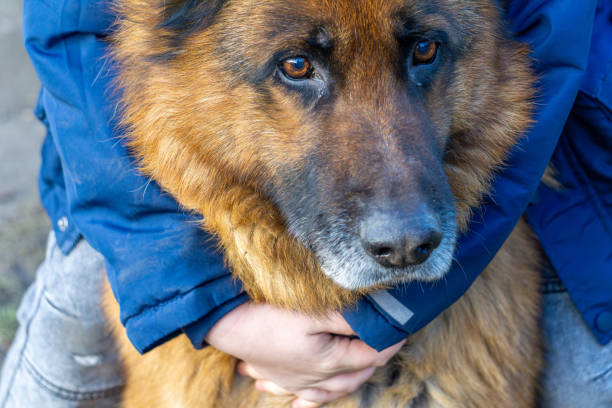istock a child hugging a purebred German Shepherd dog. friendship between man and dog. 2195837111