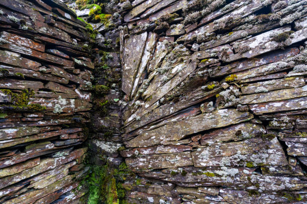 Aged textured architecture with natural flora