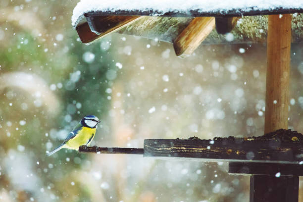 istock Little blue tit in the bird house, while its snowing 2195838912