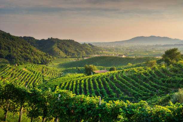 istock Prosecco Hills, vineyards panoramic view. Unesco Site. Veneto, Italy 2195839227