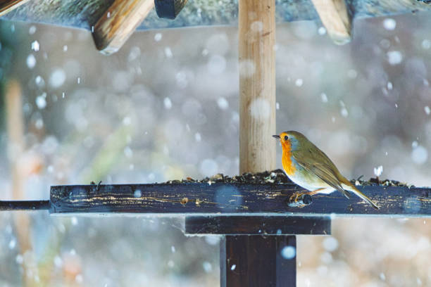 European robin perching on a terracotta bird feeder covered in frost.