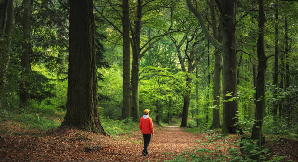 Hiker enjoys a walk in a lush green forest with majestic trees