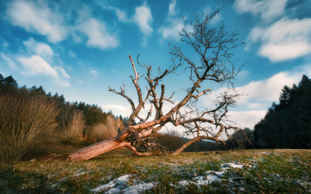 Broken dead tree on a scenic meadow on a sunny winter day, with blue sky and white clouds