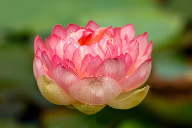 Pink lotus or water lilly
