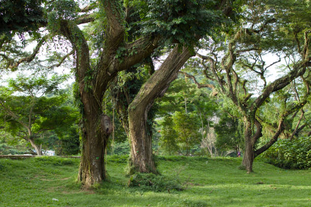 istock Lush green forest park with towering trees. 2195843681