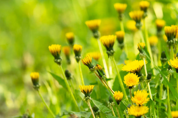istock Many dandelions in the meadow 2195843688