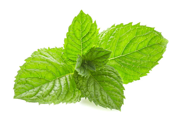 istock Mint leaves in closeup 2195844080
