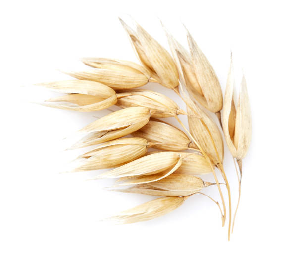 istock Oats spike in closeup 2195844290
