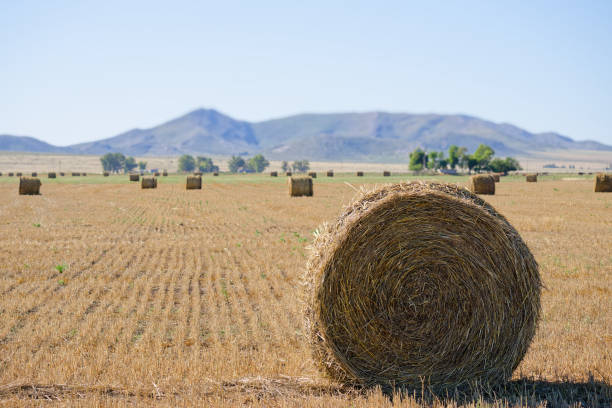 rolls of pasture for cattle feed in a golden field.