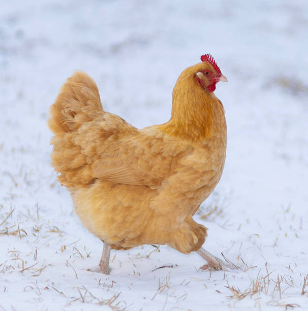 istock Bright buff colored chicken hen in winter 2195846059