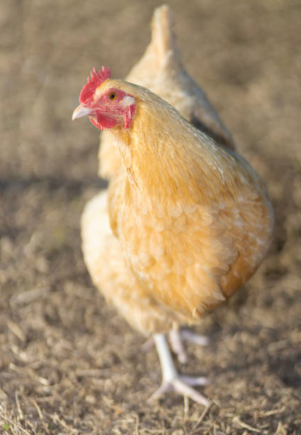 Gold colored buff Orpington chicken hen free ranging on a field of brown grass curious enough about the camera to get close and look at it.