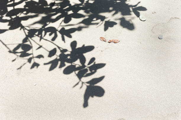 shadows of leaves and branches