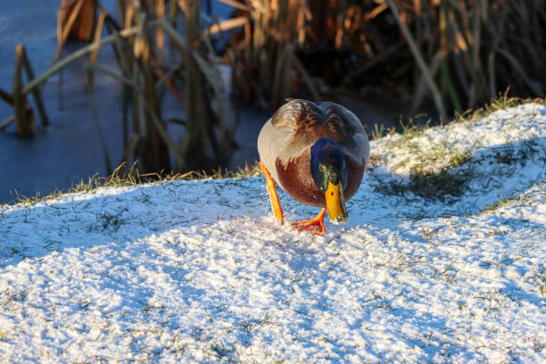 ducks looking for food in winter. High quality photo
