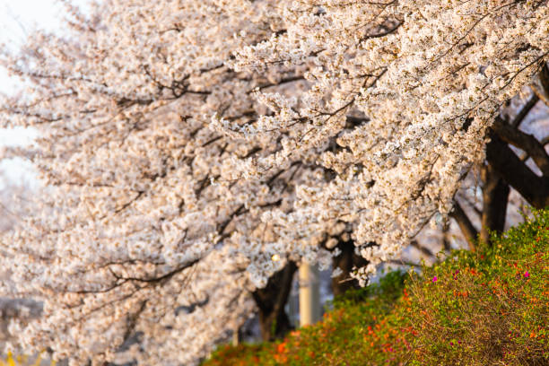 spring landscape