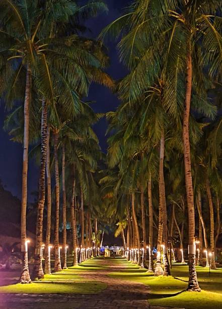 istock Palmy Palmy Night 2195855777