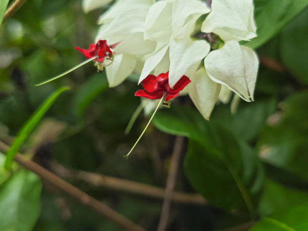 Poinsettia (Euphorbia pulcherrima), a flowering plant indigenous to Mexico and Central America, particularly well known for its red and green foliage, widely used in Christmas floral displays