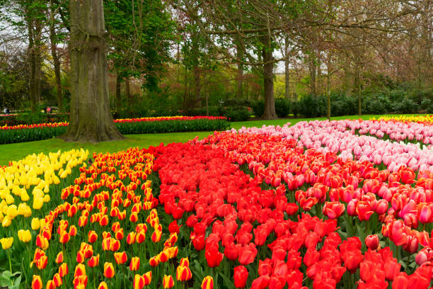 istock Rows of tulip flowers 2195857218