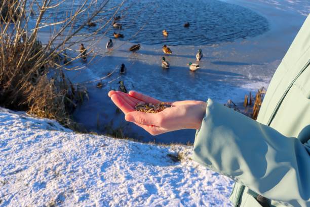 ducks looking for food in winter. woman takes grain from green trough
