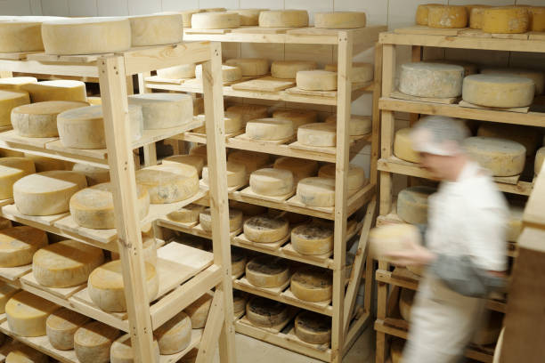 Cheese dairy plant warehouse with shelves stacked with cheese