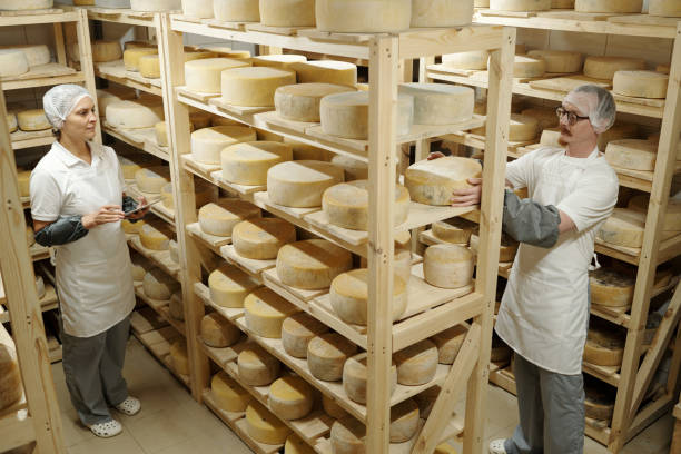 istock Inspecting Round Cheese Wheels in Storage Facility 2195859328