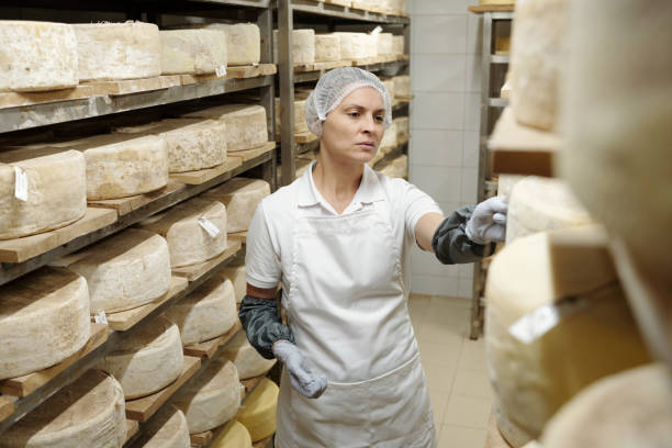 Inspecting Cheese Wheel in Aging Room at Dairy Plant