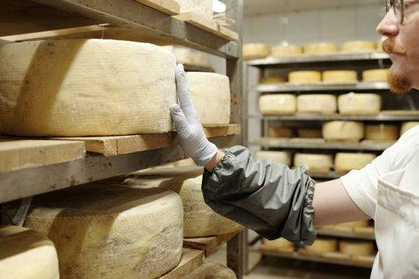 istock Inspecting Cheese Wheels in Aging Room 2195859451