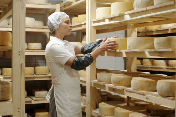 istock Inspecting Cheese Wheels in Aging Cellar Room 2195859464