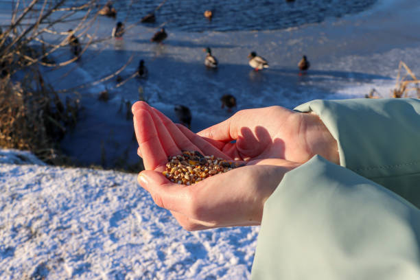 ducks looking for food in winter. woman takes grain from green trough
