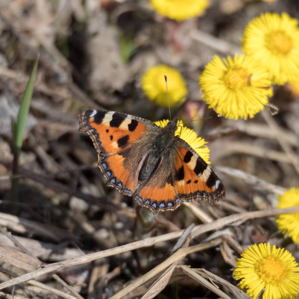 istock butterfly on the first flowers closeup 2195860274