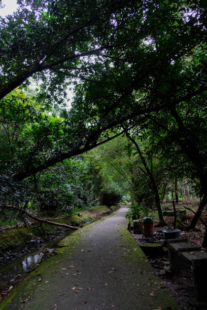 istock Footpath through the greenery in Pekanbaru city forest. 2195860378