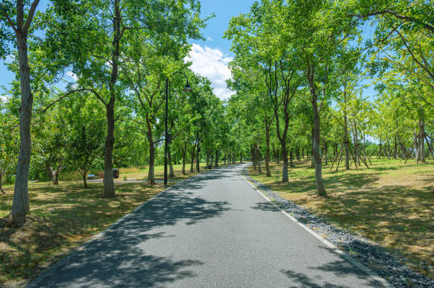 istock Shady trees with asphalt footpath in a sunny day 2195861177