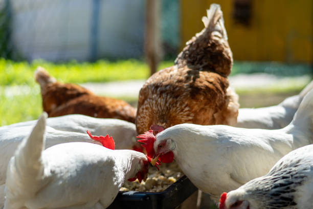 istock Several chickens, both white and brown, are gathered around a black feeding tray, pecking at the food inside it, in an outdoor 2195861296