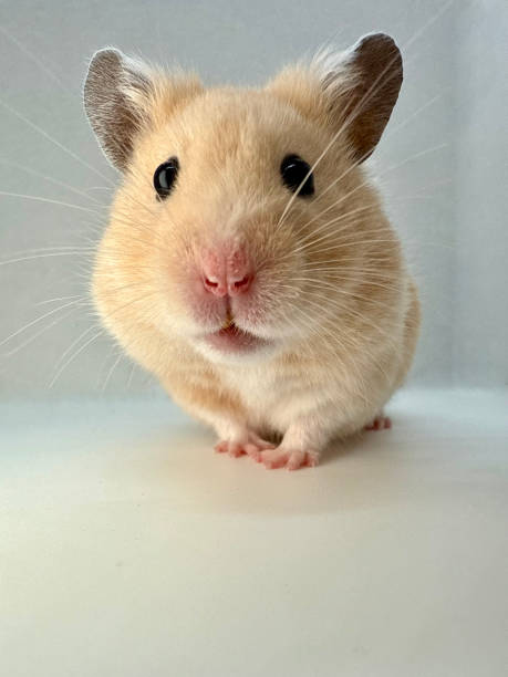 istock Cute Syrian hamster looking curious isolated on grey and white 2195861408