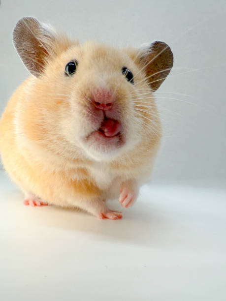 istock Cute Syrian hamster with tongue out looking silly isolated on grey and white 2195861421