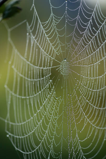 istock A spider web covered in dew drops is intricately woven with symmetrical patterns, highlighted against a blurred green background, showcasing nature's delicate beauty. 2195861444