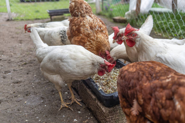 istock Several chickens, mostly white with some brown, are gathered around a black feeding tray eating. The scene is set in a rustic outdoor area with a wooden structure in the background. 2195861532
