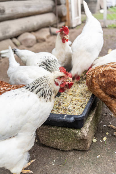 istock Several chickens, mostly white with some brown, are gathered around a black feeding tray eating. The scene is set in a rustic outdoor area with a wooden structure in the background. 2195861566