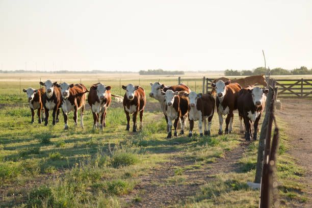 istock Argentinian Polled Hereford cows in a field. 2195862862
