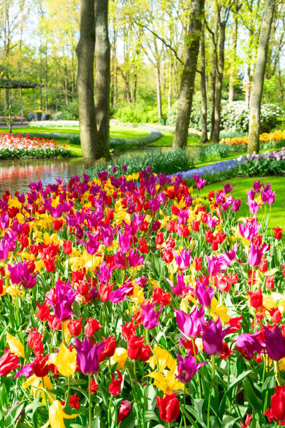 istock Rows of tulip flowers 2195863066