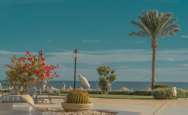 istock Travel Egypt Red Sea coast 2195864229