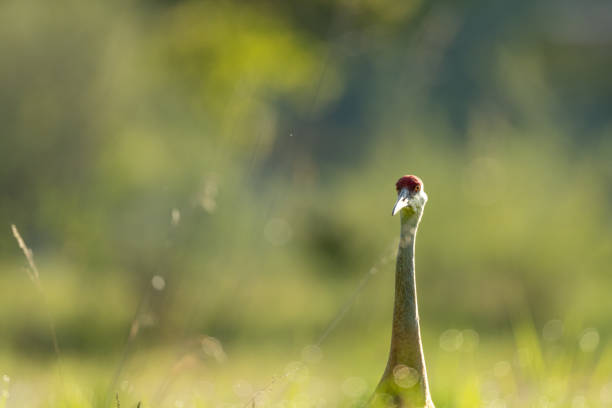 A Sandhill Crane, Antigone canadensis, stands in a field of grass the bird is looking directly at the camera.  Shot at Sleeping Bear Dunes National Lakeshore in Michigan.