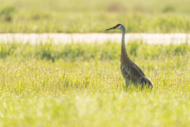 A Sandhill Crane, Antigone canadensis, stands in a field of grass.  Shot at Sleeping Bear Dunes National Lakeshore in Michigan.