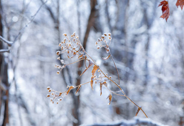 Early winter morning in the mountain