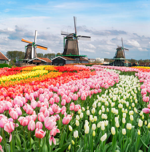 istock dutch windmills over tulip flowers field 2195866578