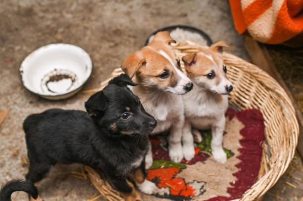 a puppy in a dog shelter.