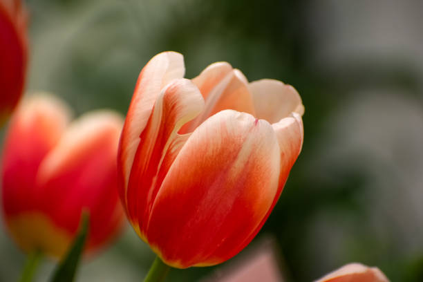 Tulip flowers of various colors such as red, pink, orange, yellow, blue, purple and white with multi-colored background.