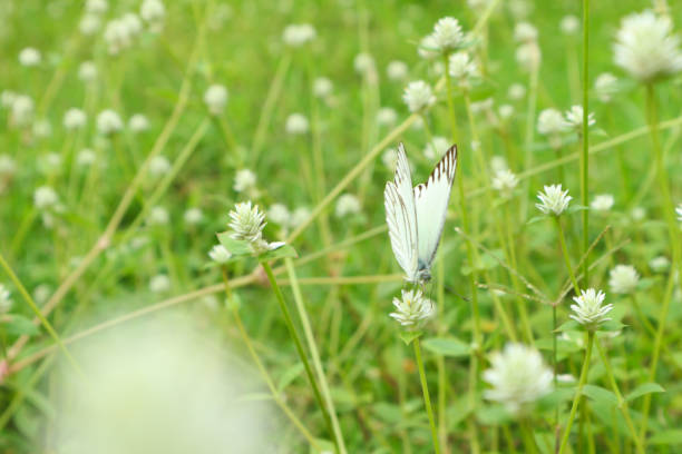 A delicate white butterfly rests gently amongst a field of blooming white flowers. A tranquil scene showcasing nature's beauty.