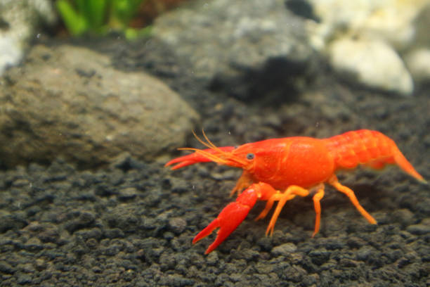 istock Vibrant Orange Crayfish in Aquarium 2195870130