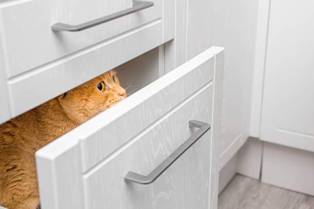 ginger cat hiding in kitchen cabinet drawer.